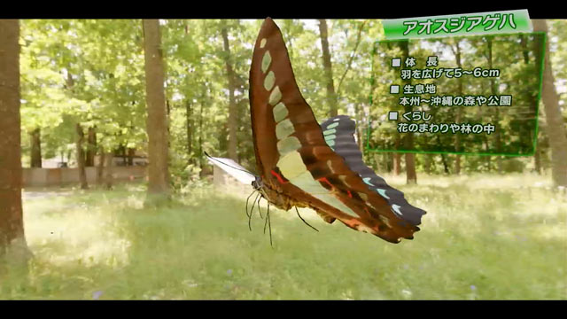 アオスジアゲハ