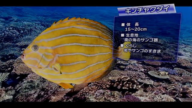 キンチャクダイ