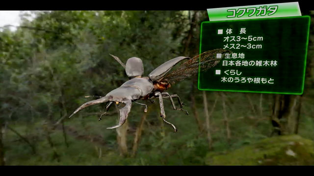 コクワガタ