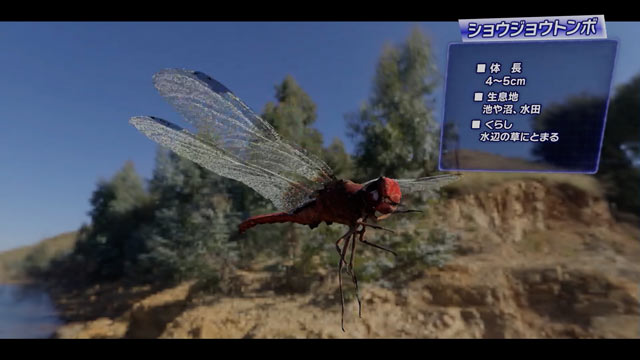 ショウジョウトンボ