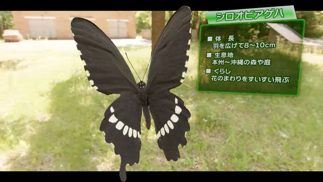 シロオビアゲハ