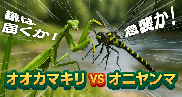鎌は届くか！急襲か！オオカマキリVSオニヤンマ